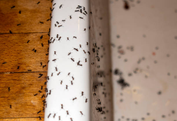 Best Pest Inspection Near Me  in Pine Knot, KY