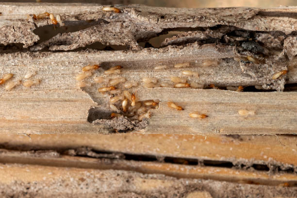 Best Pest Removal Services  in Pine Knot, KY