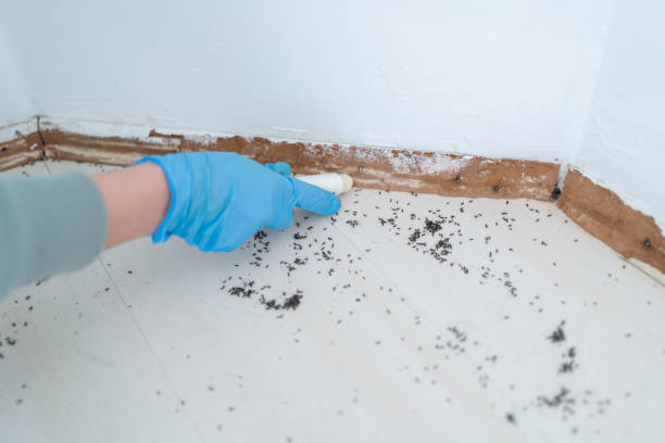 Professional Pest Control in Pine Knot, KY